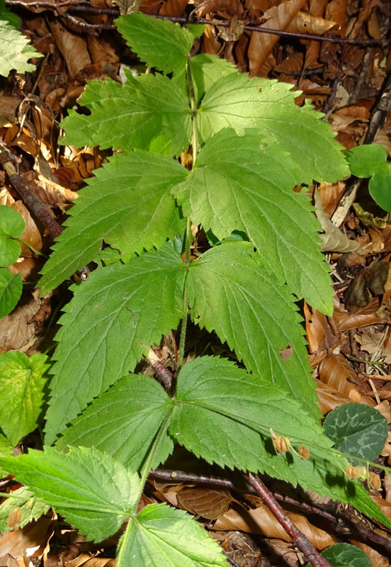 Veronica urticifolia - Plantaginaceae